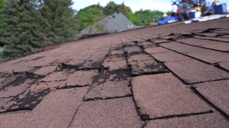 Best Roof Moss and Algae Removal  in Cannelton, IN